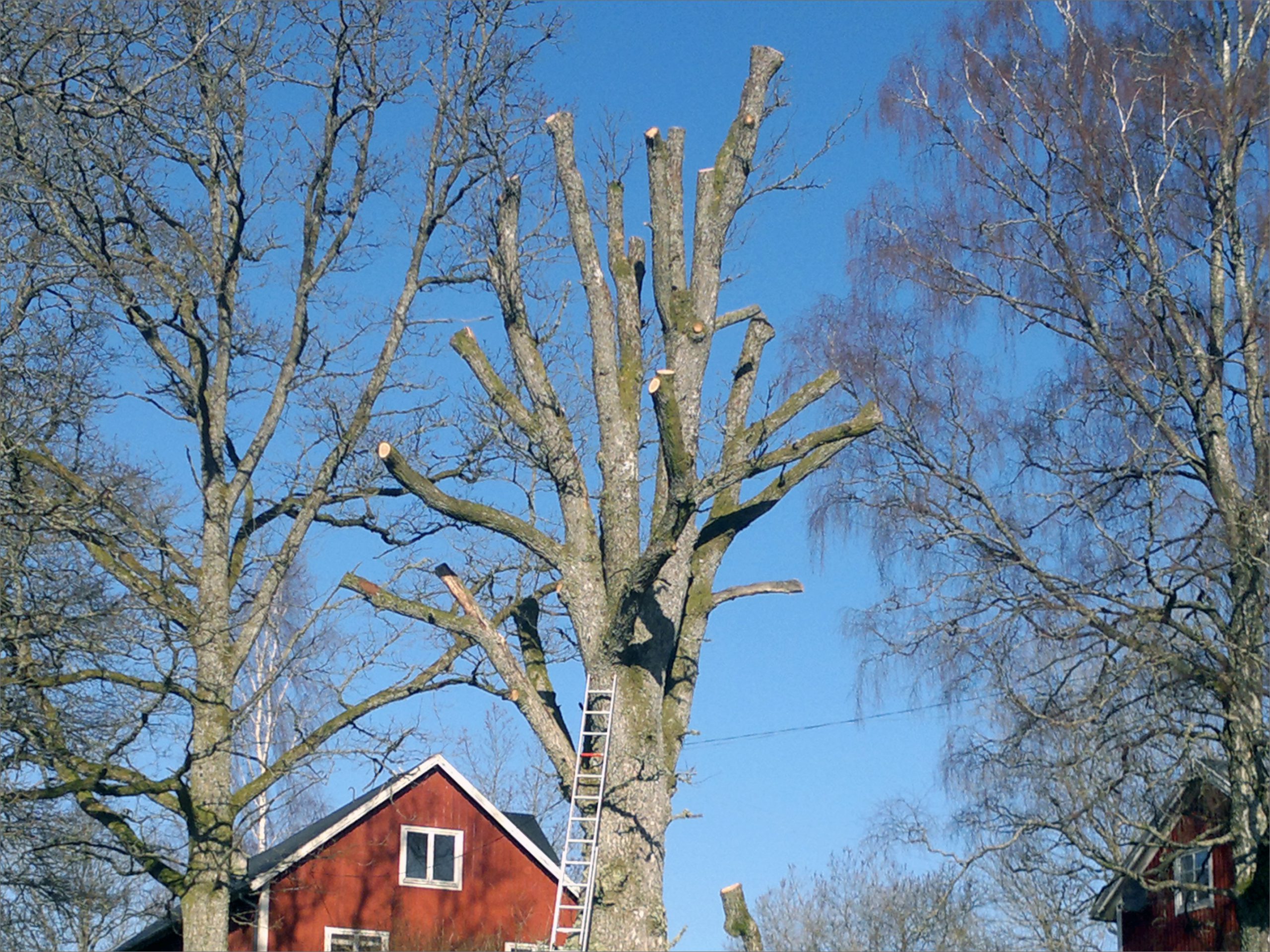 Trädbeskärning