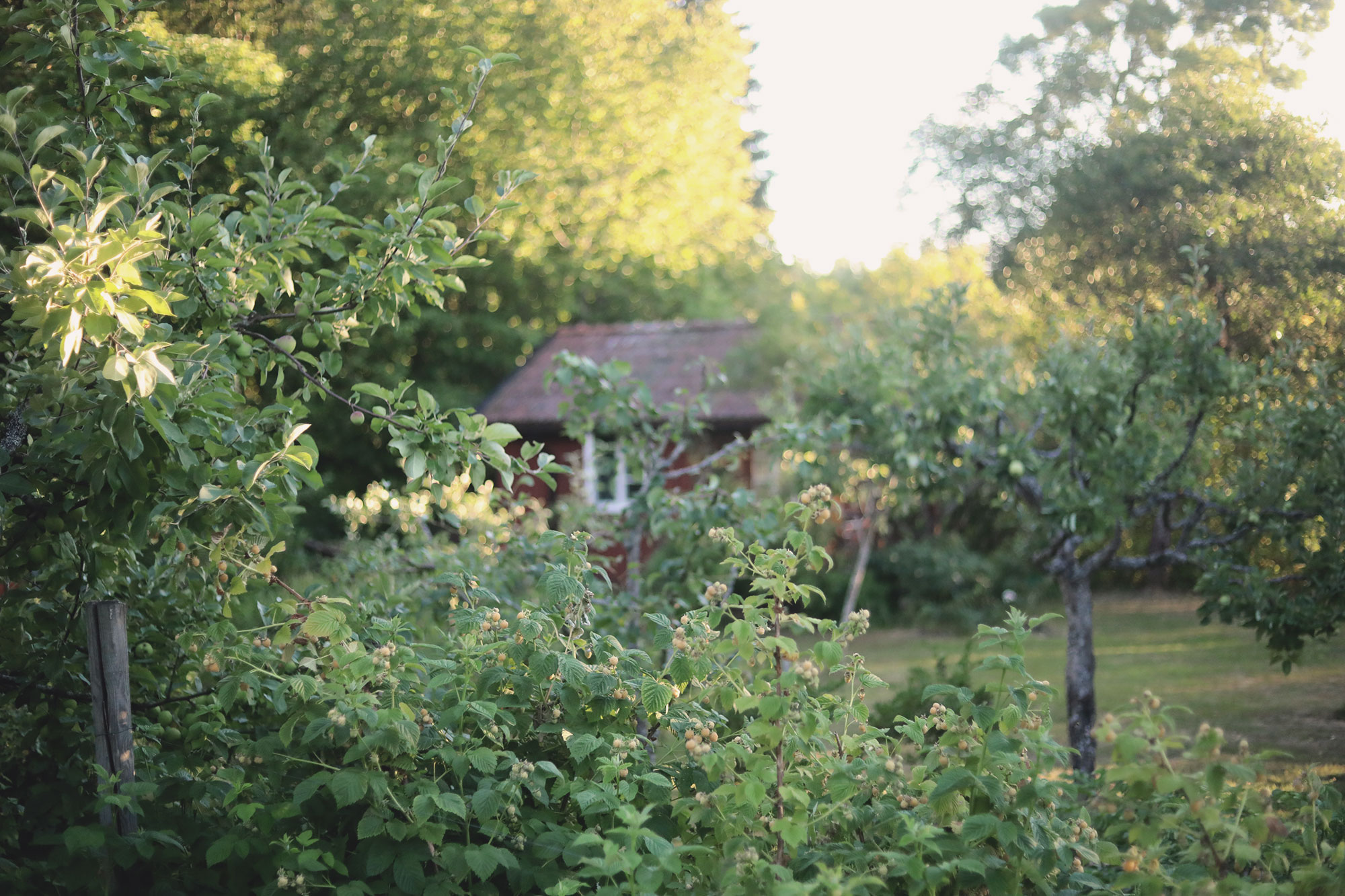 Trädgård - Jobba hos Erikssons Trädgård
